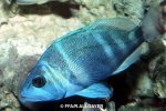 Poissons d'eau de mer